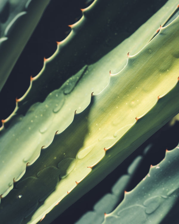 4 Benefits Of Aloe Vera For The Skin - Mukti Organics